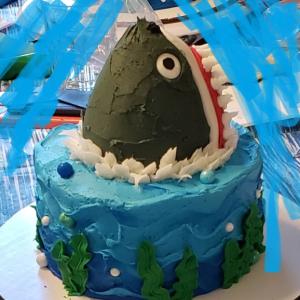 a 6 inch round cake made to look like shark coming up from the water.