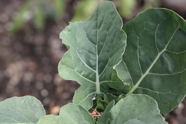 A broccoli plant growing outside
